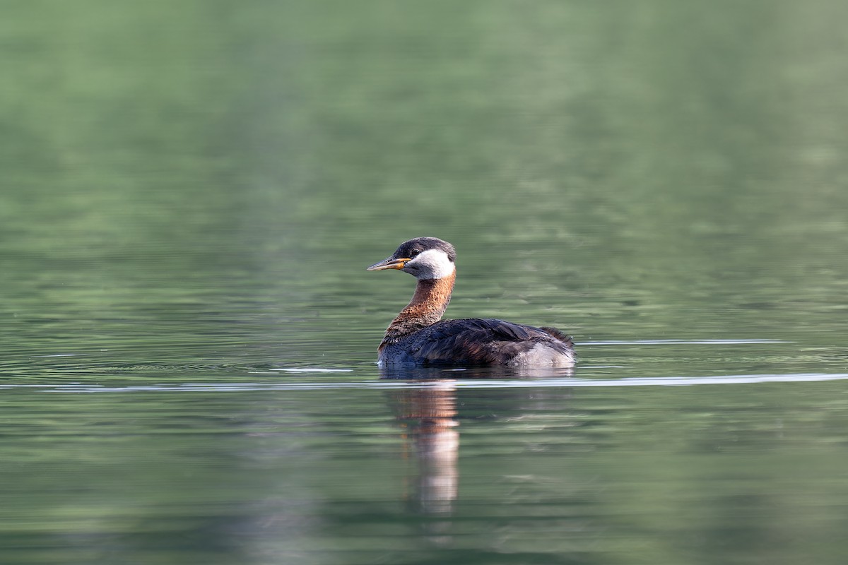Red-necked Grebe - ML620986723
