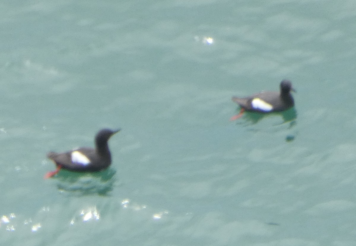 Pigeon Guillemot - ML620986730