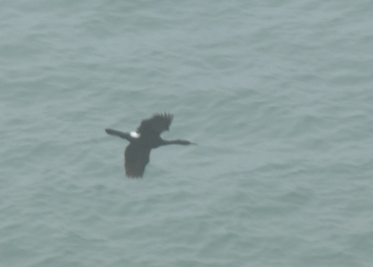 Cormoran pélagique - ML620986739