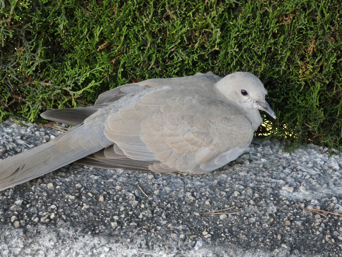 Eurasian Collared-Dove - ML620986763