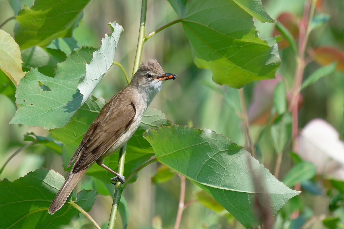 Common Reed Warbler - ML620986764
