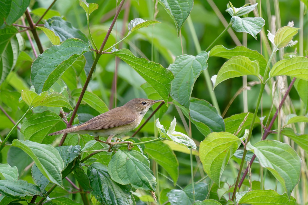 Common Reed Warbler - ML620986768