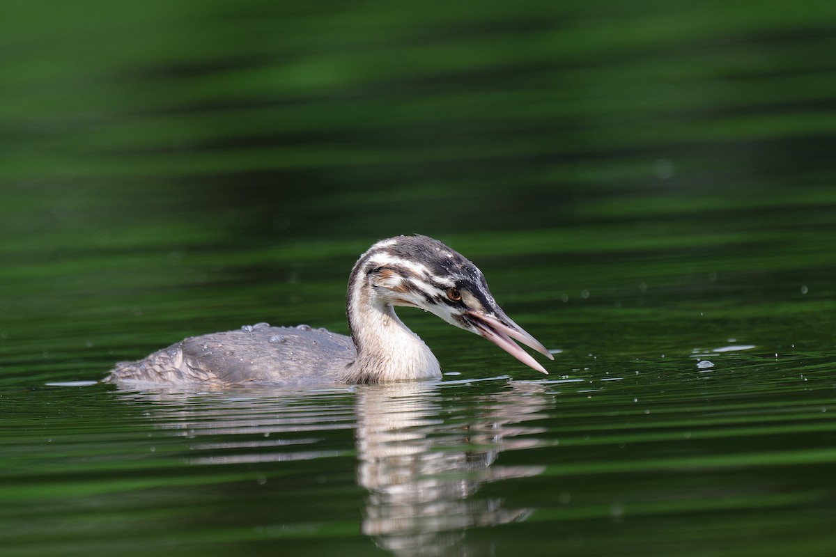 Great Crested Grebe - ML620986780