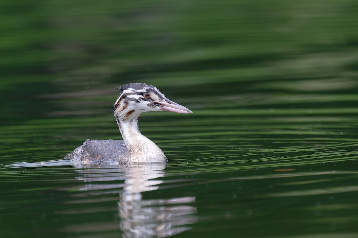 Great Crested Grebe - ML620986782
