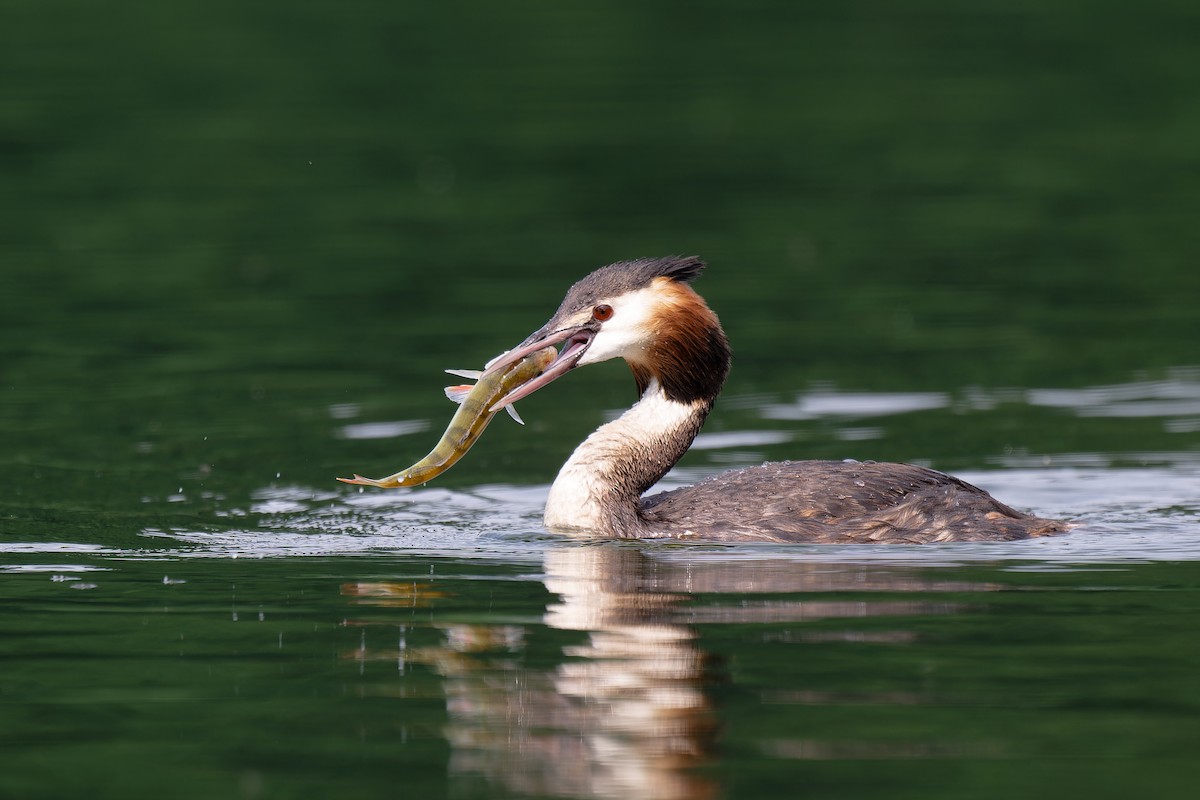 Great Crested Grebe - ML620986787