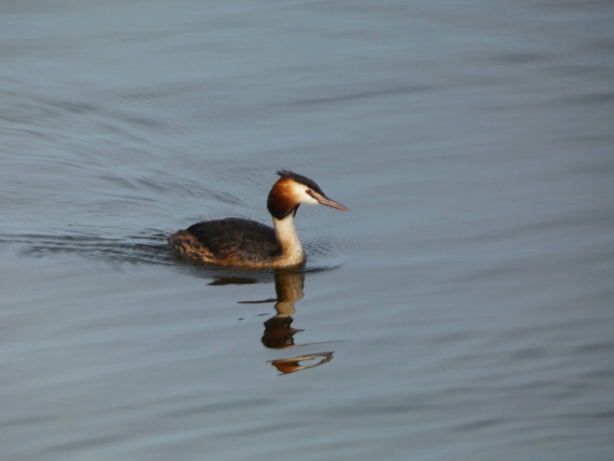 Great Crested Grebe - ML620986813