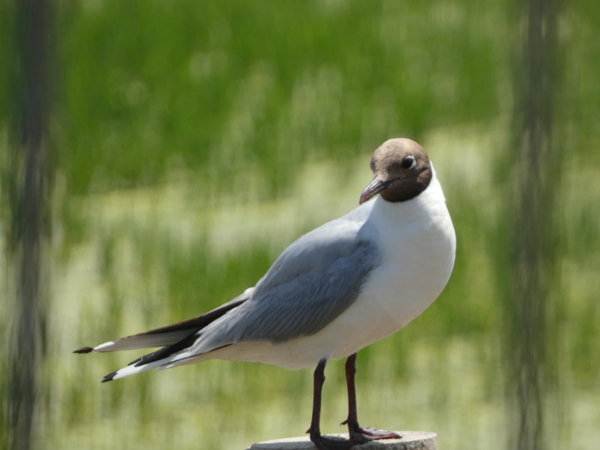 Mouette rieuse - ML620986880