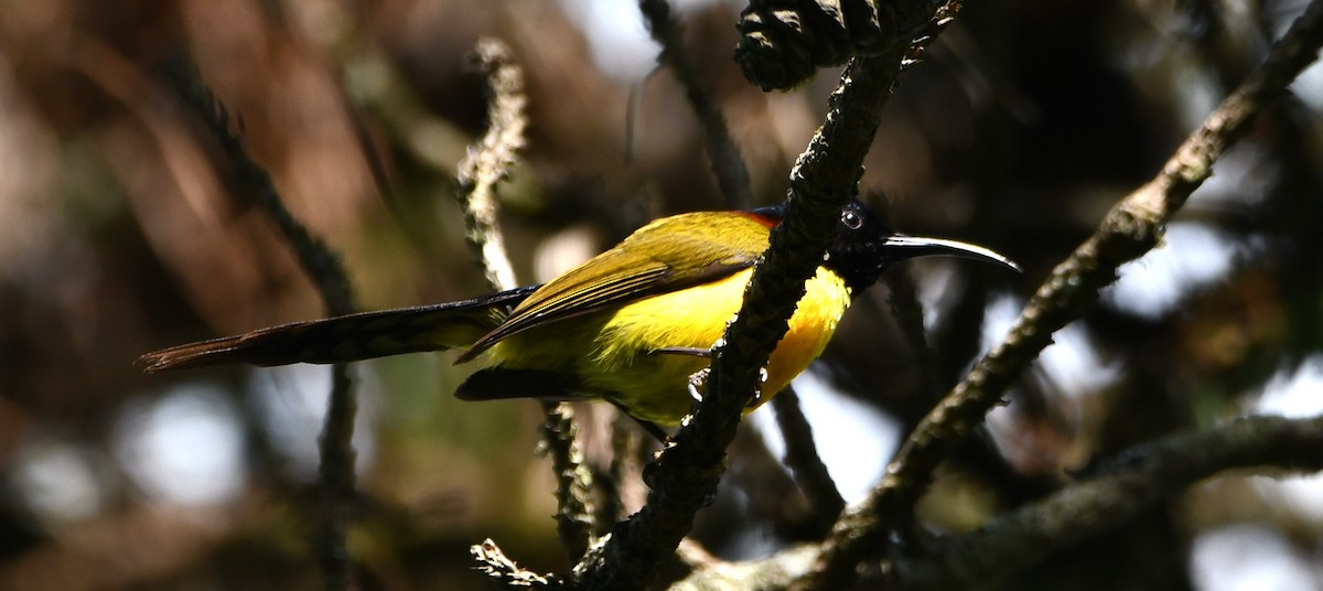 Green-tailed Sunbird - Aishwarya Vijayakumar