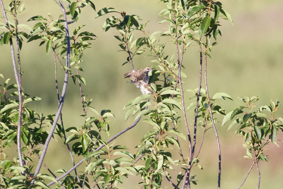 Lark Sparrow - ML620986911