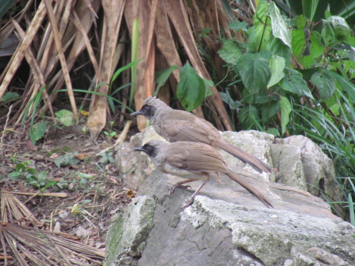 Masked Laughingthrush - ML620986916