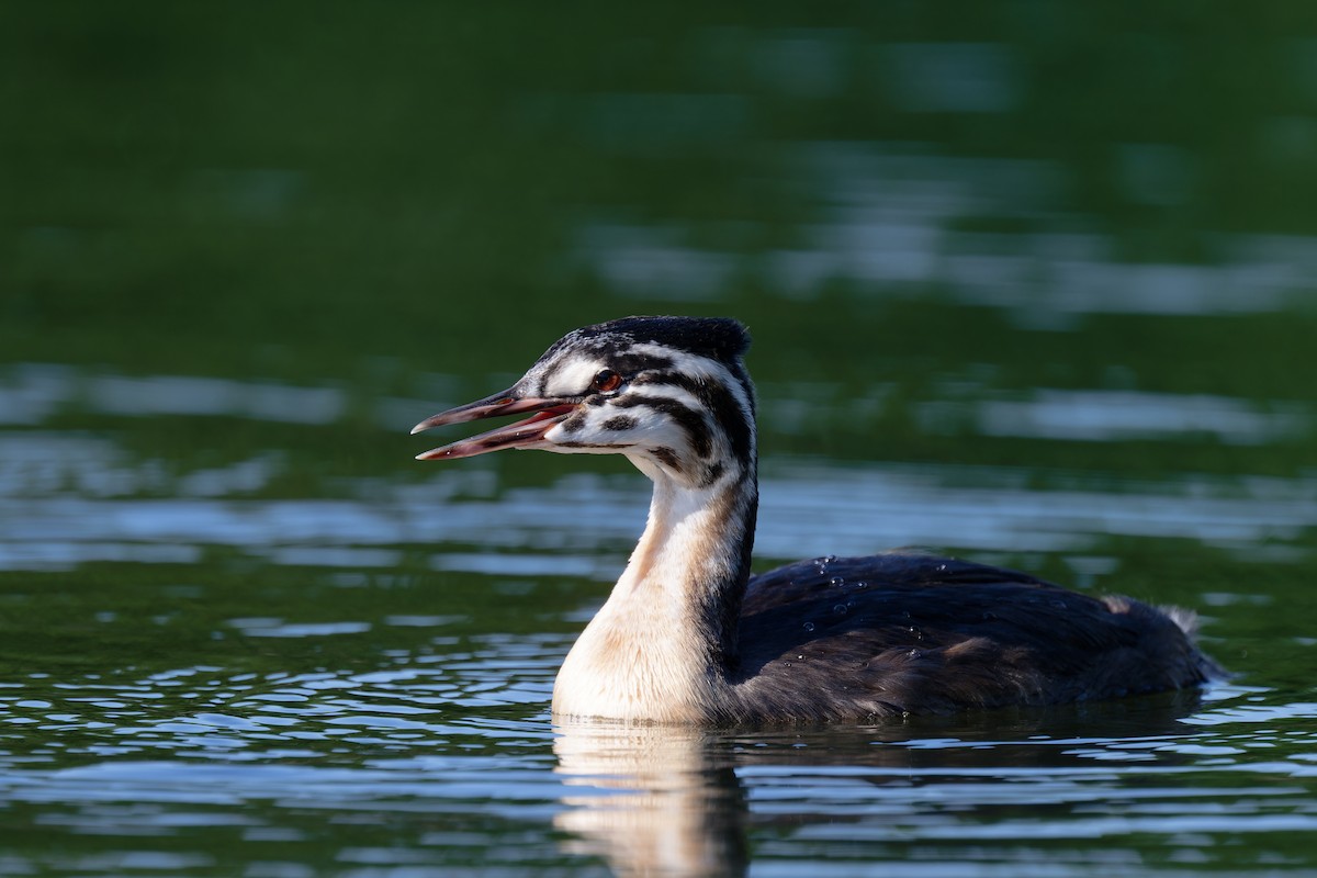 Great Crested Grebe - ML620986938