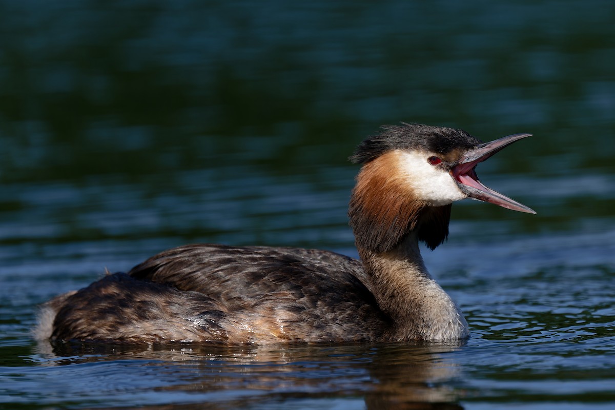 Great Crested Grebe - ML620986942