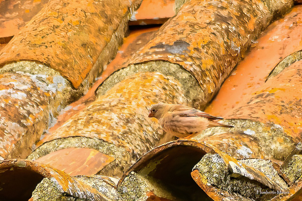 Trumpeter Finch - ML620986944