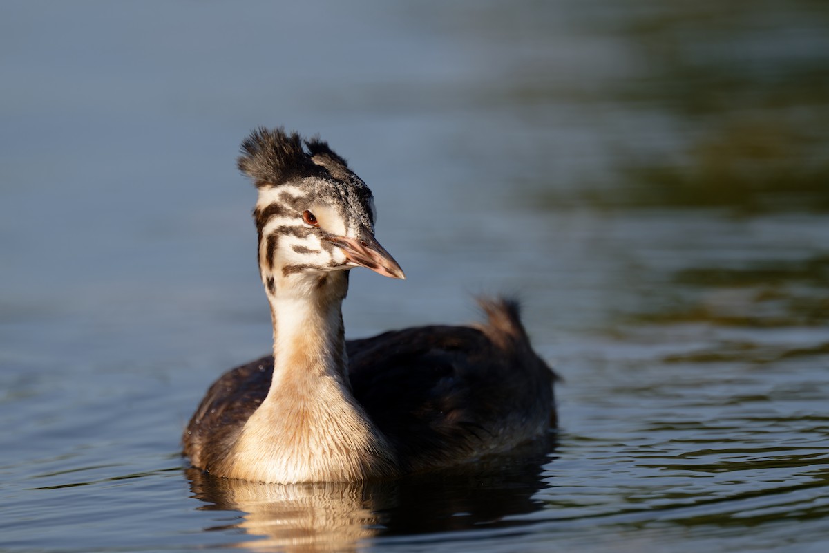 Great Crested Grebe - ML620986947