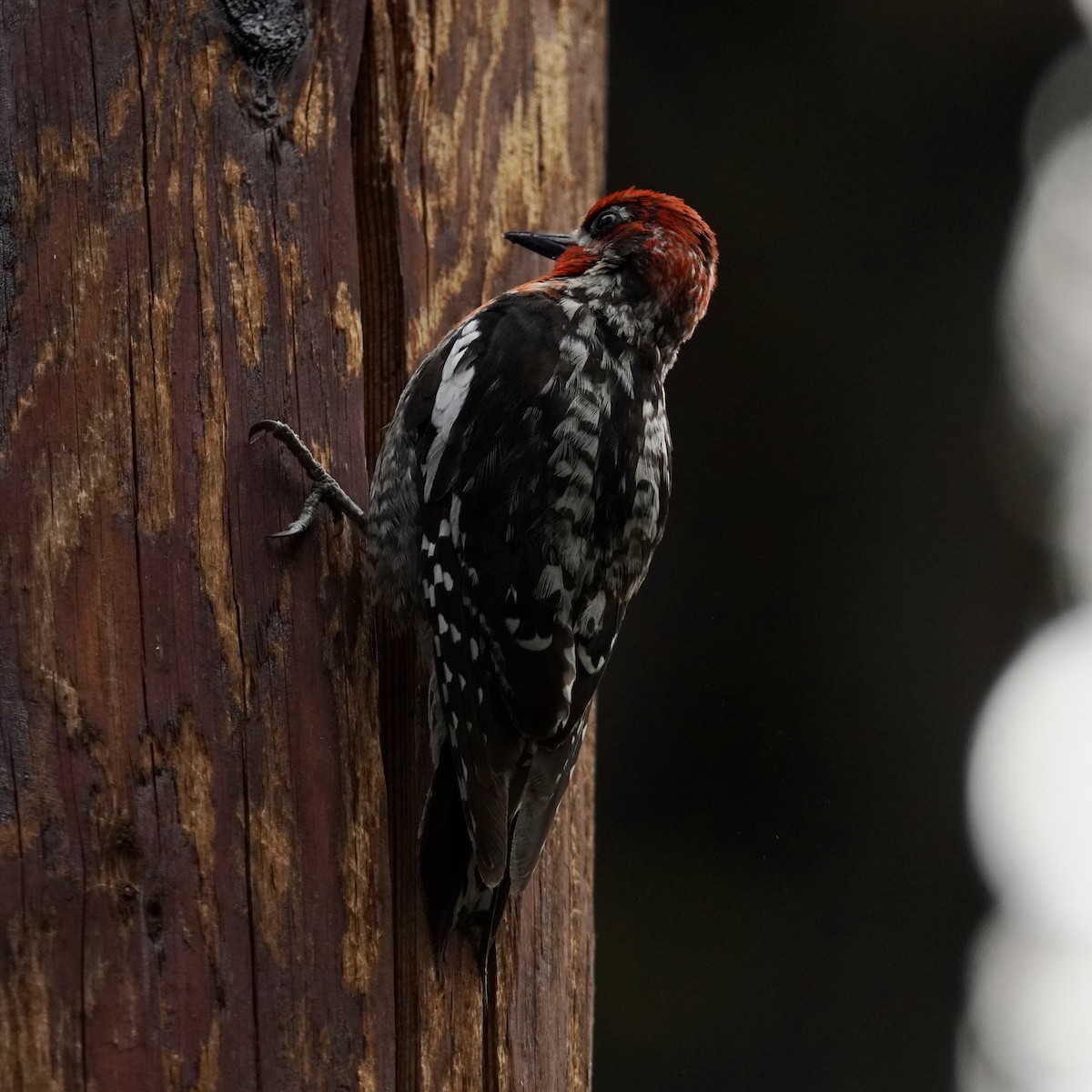 Red-breasted Sapsucker - ML620986979