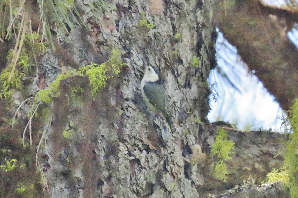 White-breasted Nuthatch - ML620986997
