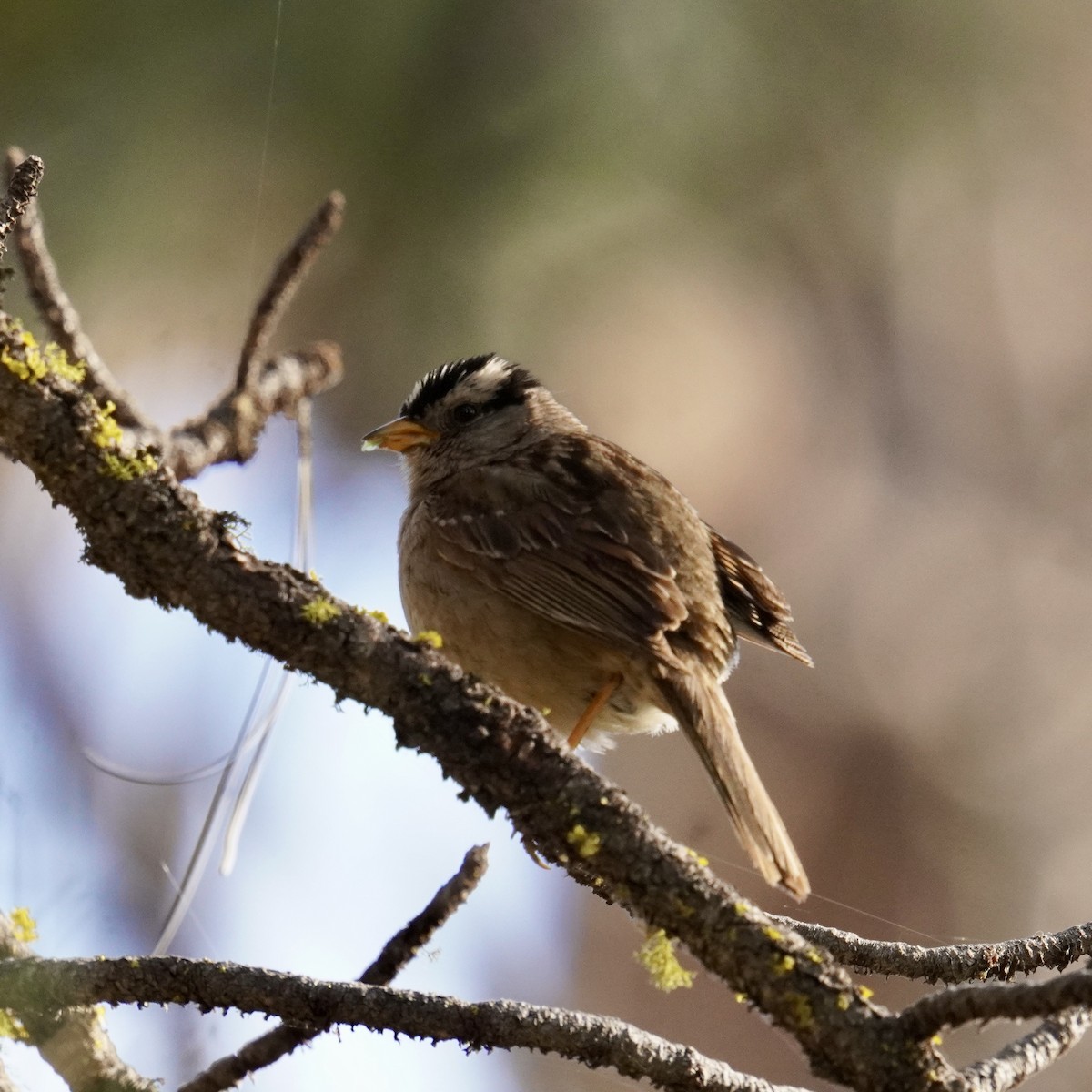White-crowned Sparrow - ML620987009