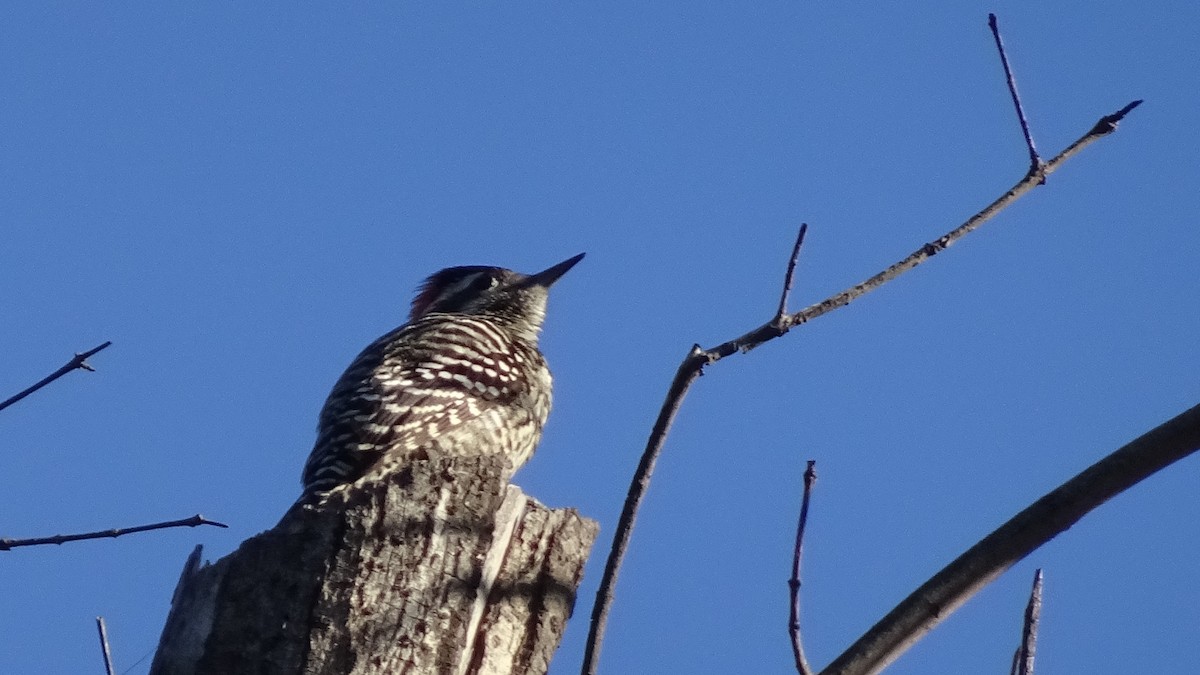 Striped Woodpecker - ML620987034