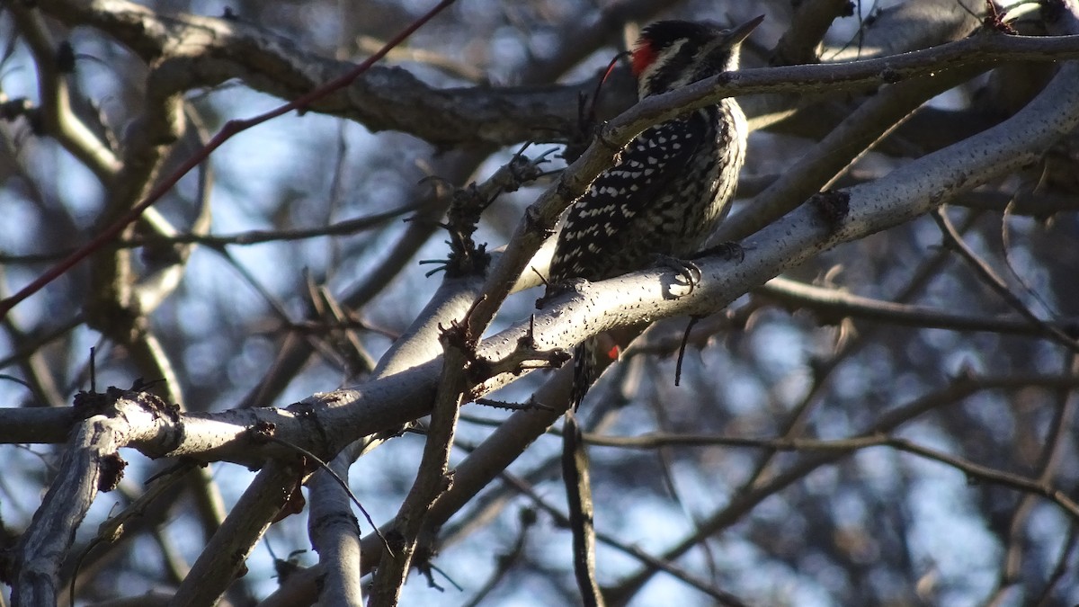 Striped Woodpecker - ML620987036