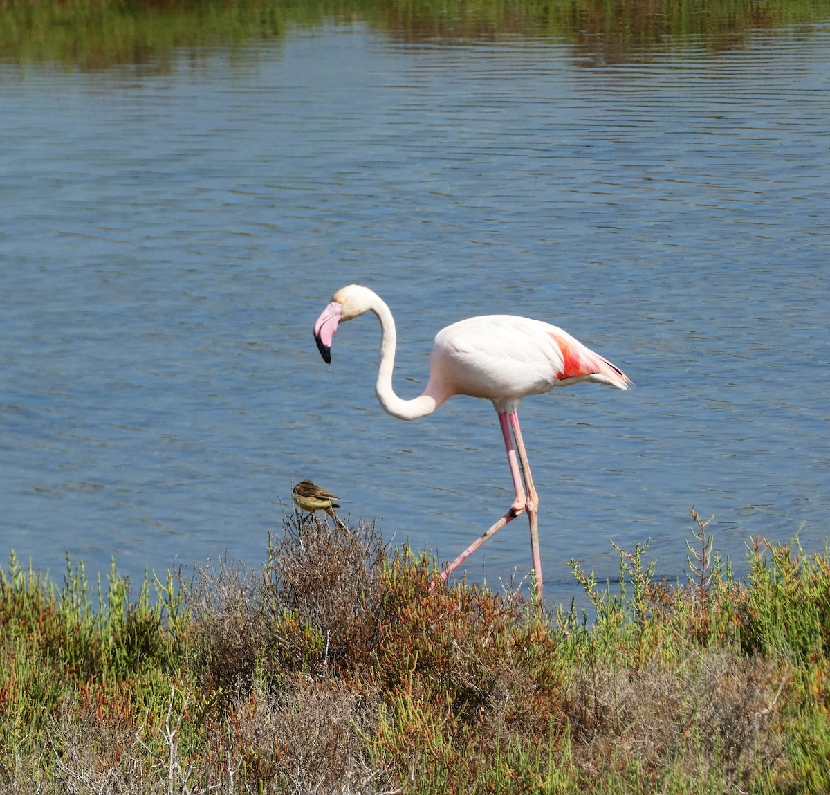 Greater Flamingo - ML620987048