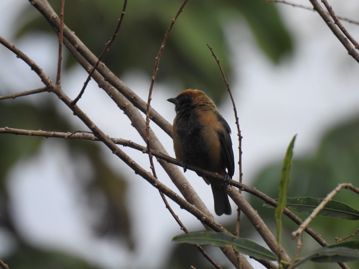 Burnished-buff Tanager - ML620987050