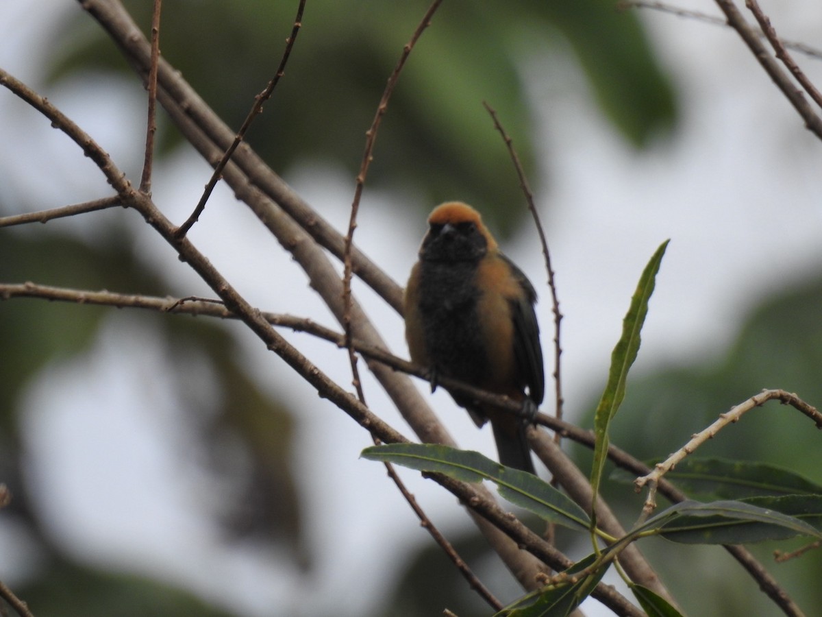 Burnished-buff Tanager - ML620987051
