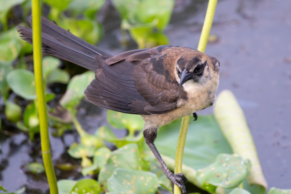 Boat-tailed Grackle - ML620987062