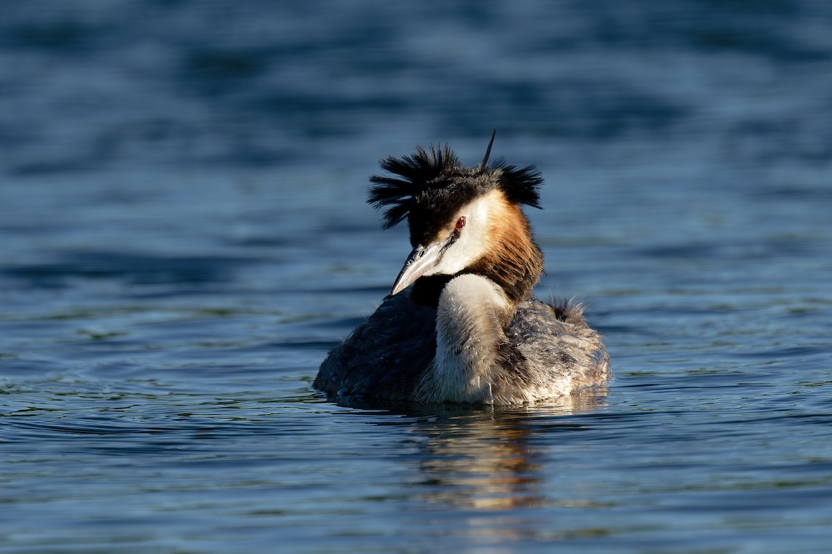 Great Crested Grebe - ML620987083