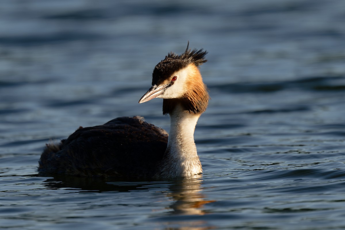 Great Crested Grebe - ML620987086