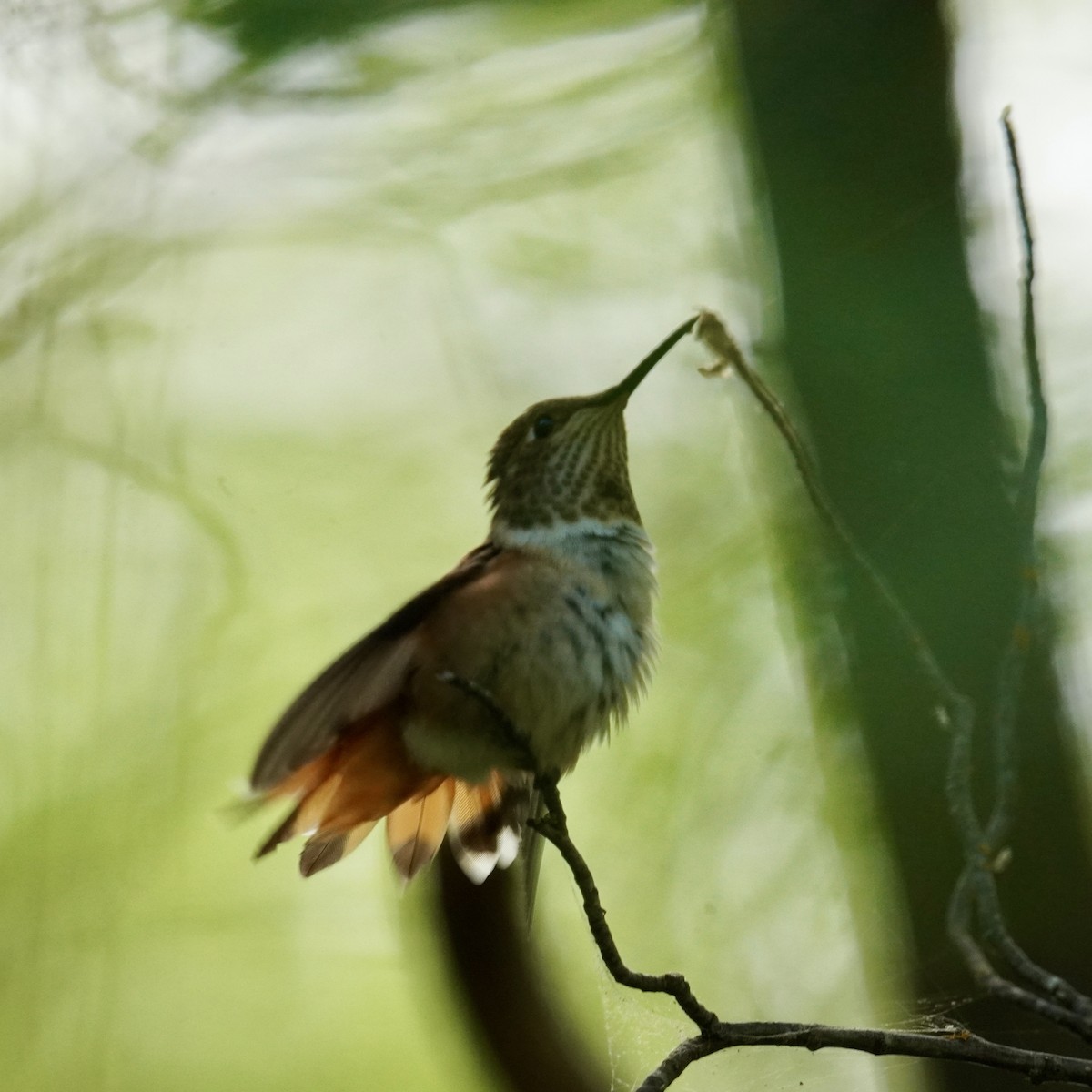 Rufous Hummingbird - ML620987111
