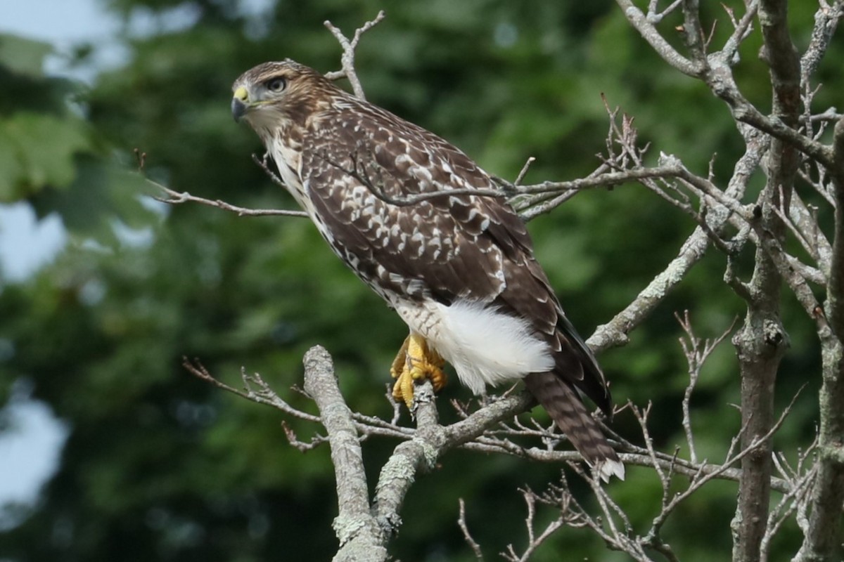 Red-tailed Hawk - ML620987117