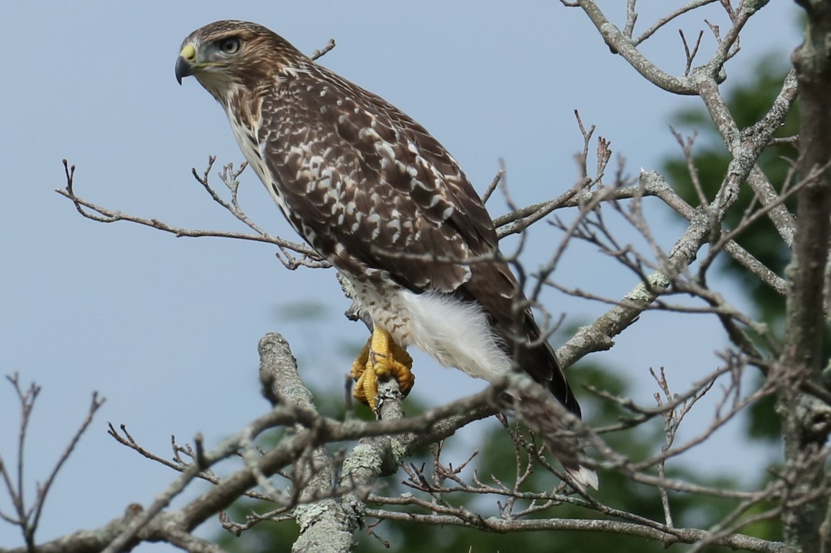 Red-tailed Hawk - ML620987119