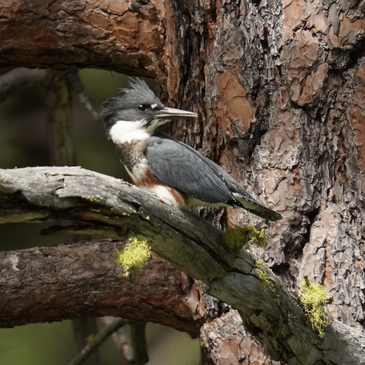 Belted Kingfisher - ML620987120