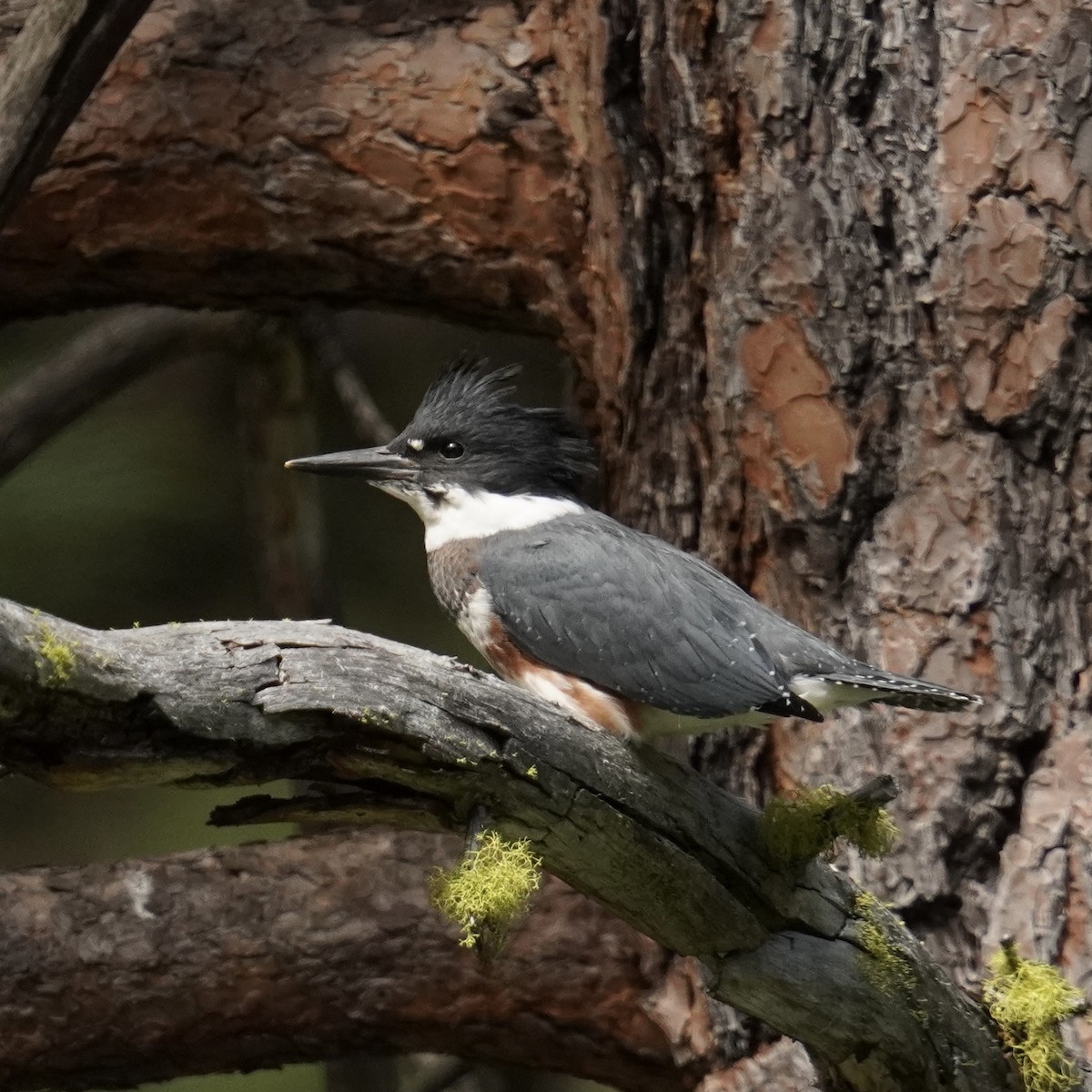 Belted Kingfisher - ML620987121