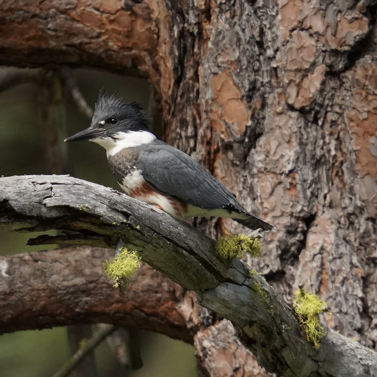 Belted Kingfisher - ML620987122