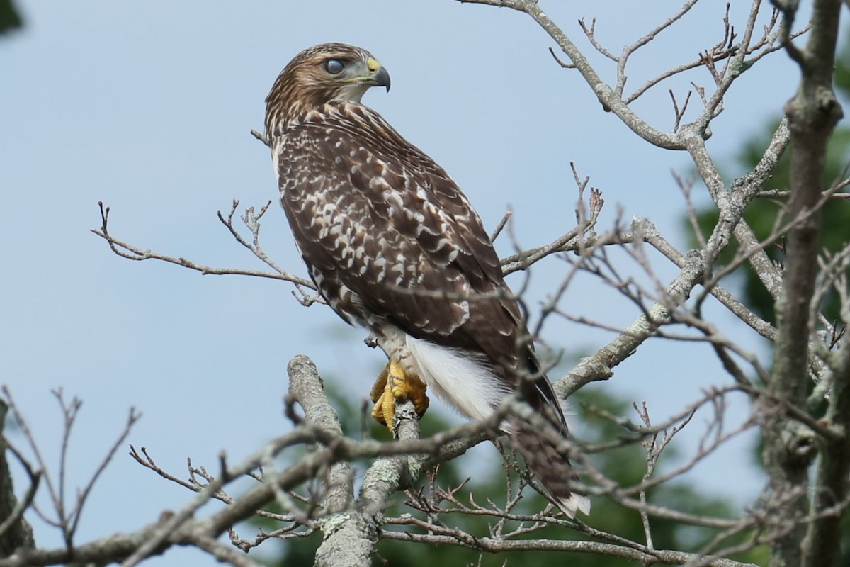 Red-tailed Hawk - ML620987126