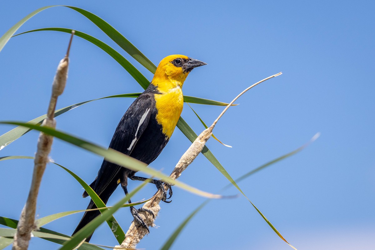 Yellow-headed Blackbird - ML620987129