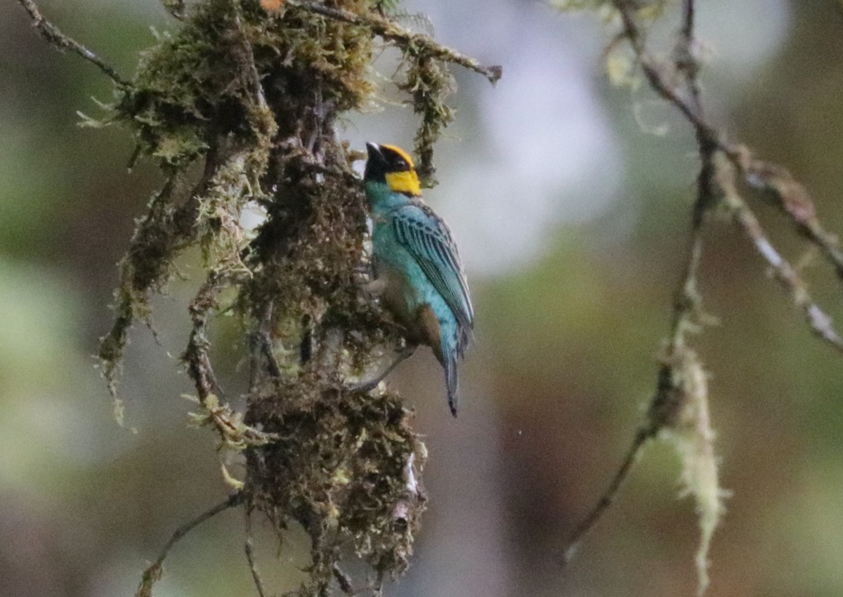 Saffron-crowned Tanager - ML620987182