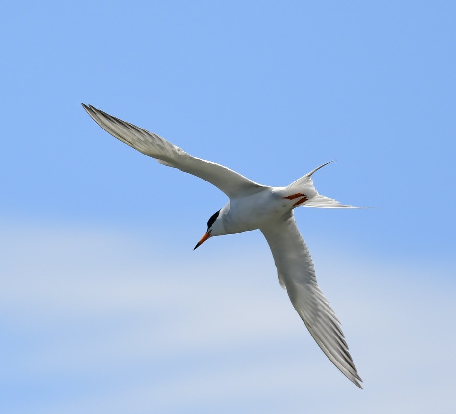 Forster's/Common Tern - ML620987205