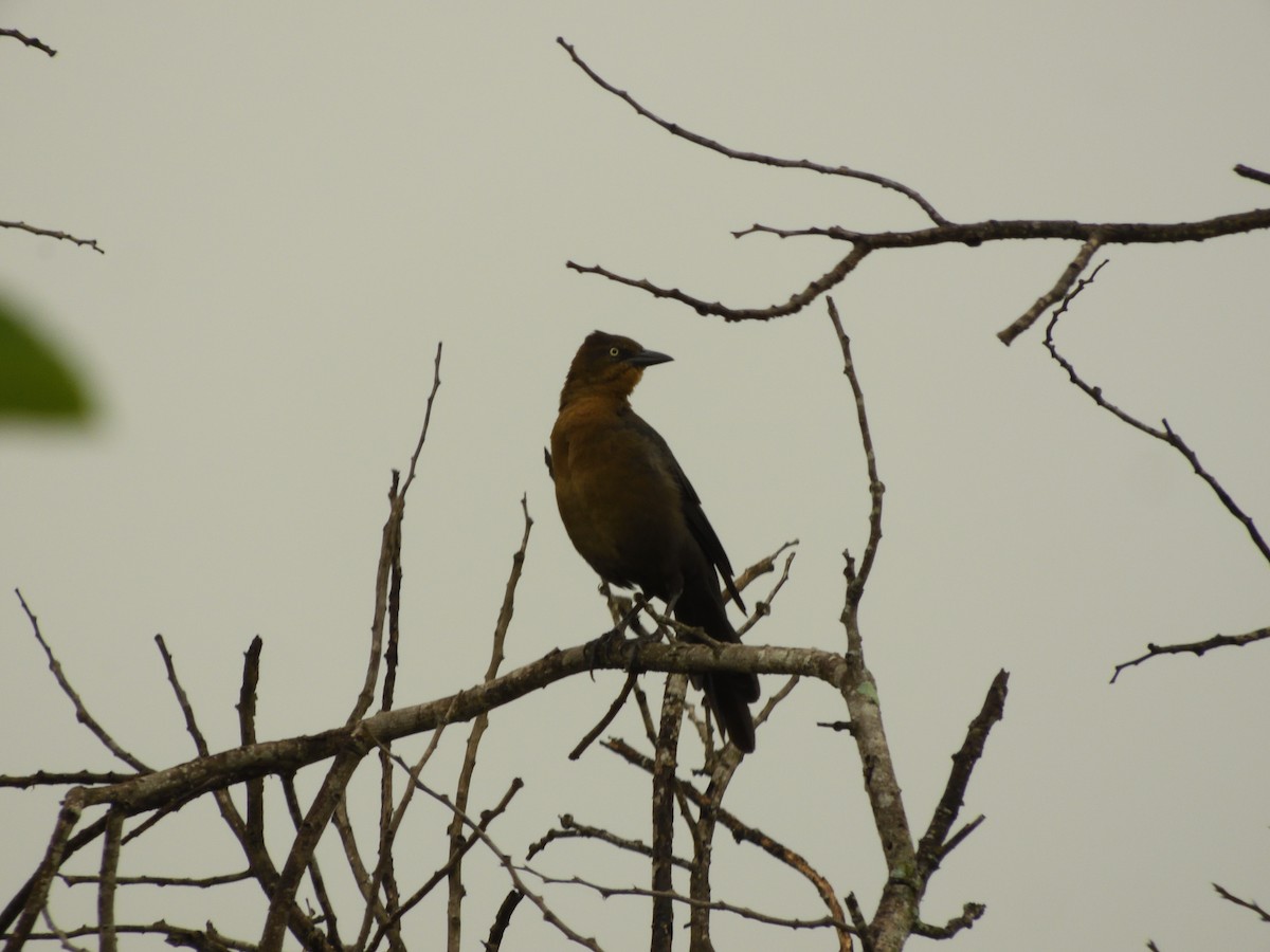 Great-tailed Grackle - ML620987232
