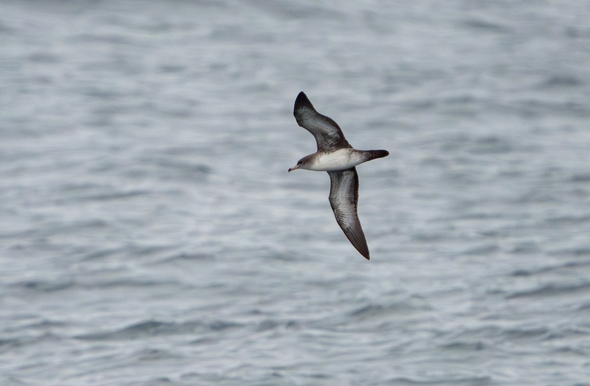 Pink-footed Shearwater - ML620987250