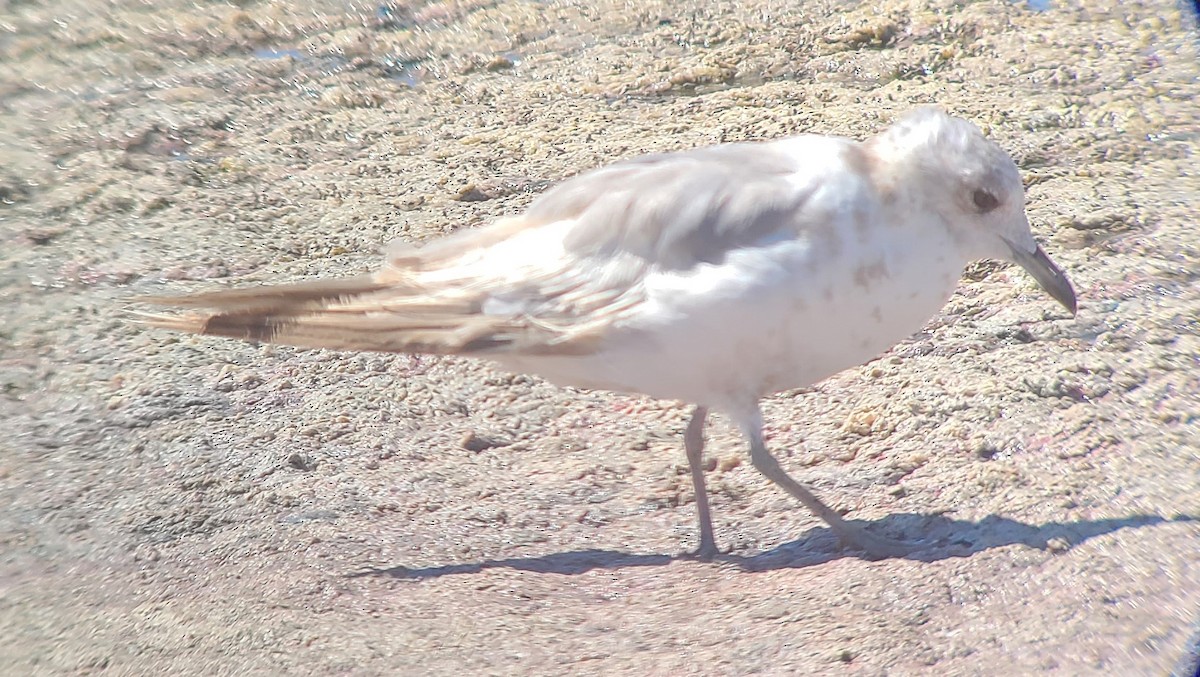 Short-billed Gull - ML620987265