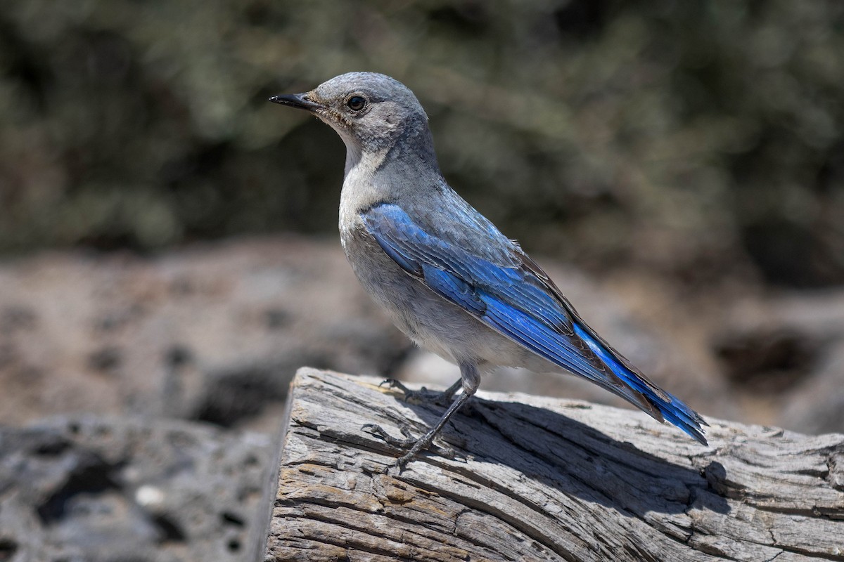 Mountain Bluebird - Skip Russell