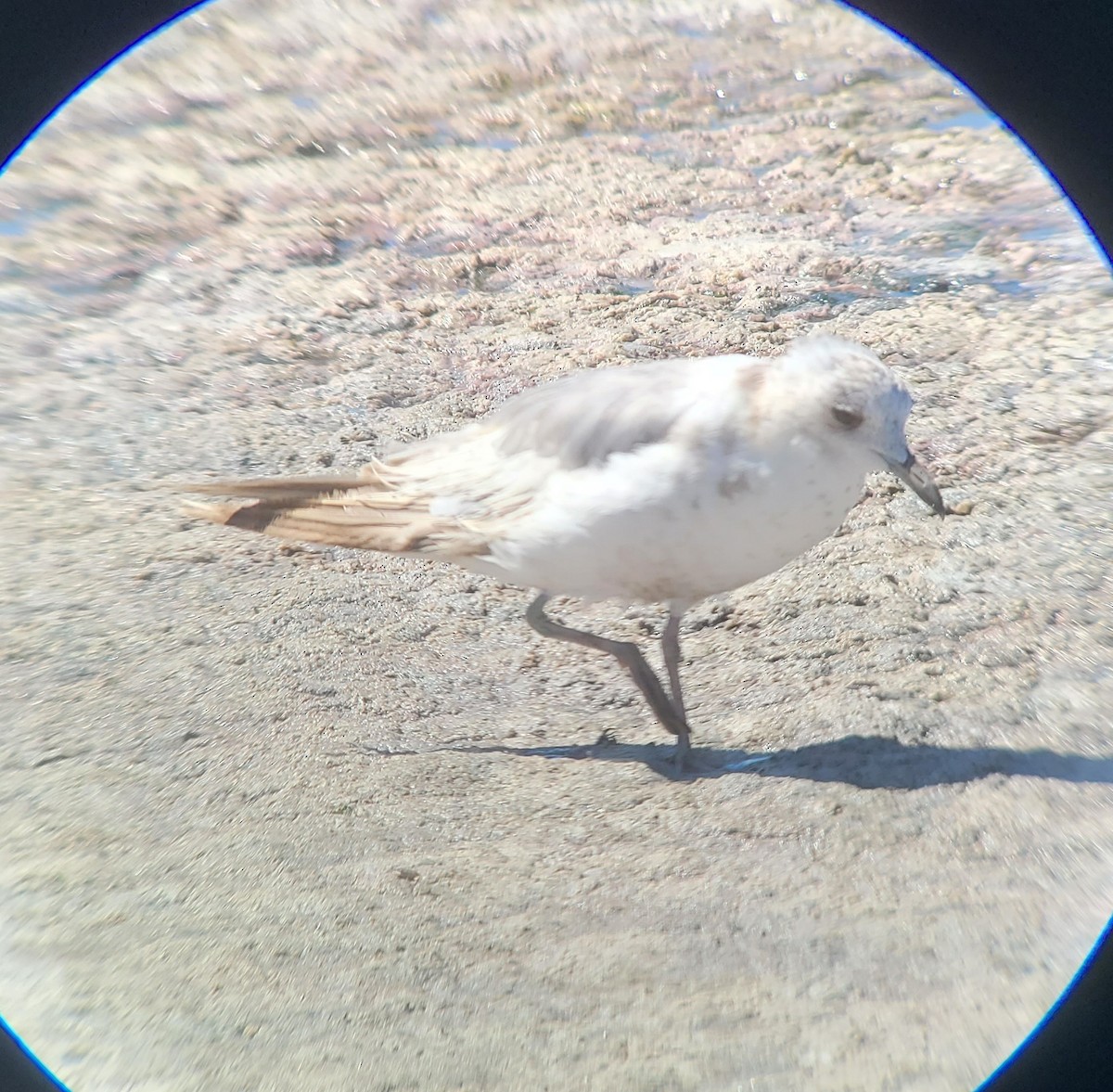 Short-billed Gull - ML620987288