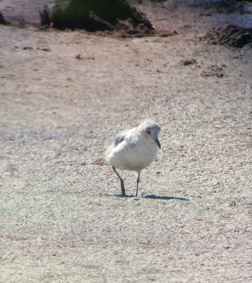 Short-billed Gull - ML620987302