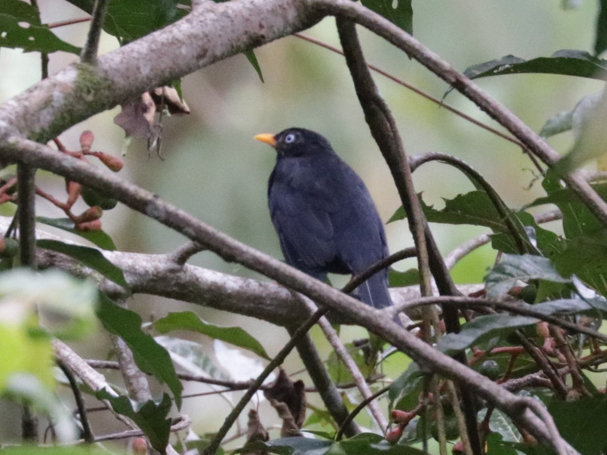 Pale-eyed Thrush - ML620987319