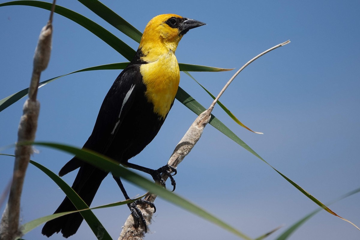 Yellow-headed Blackbird - ML620987354