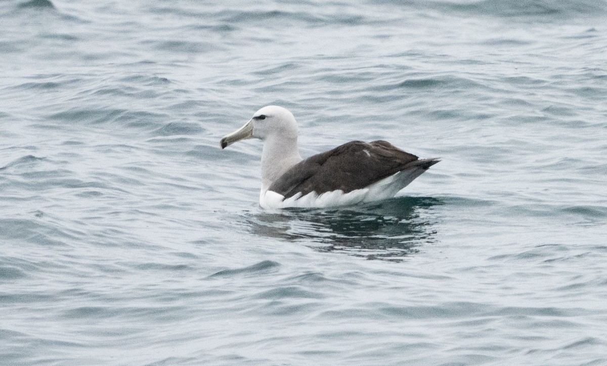 albatros snarský - ML620987371