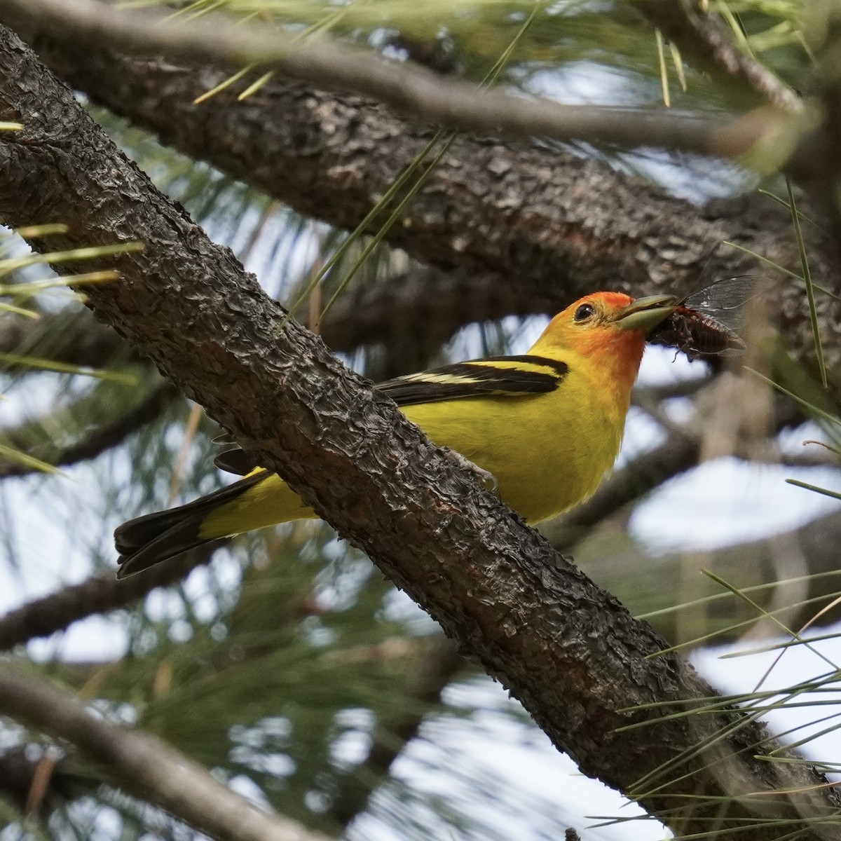 Western Tanager - ML620987382