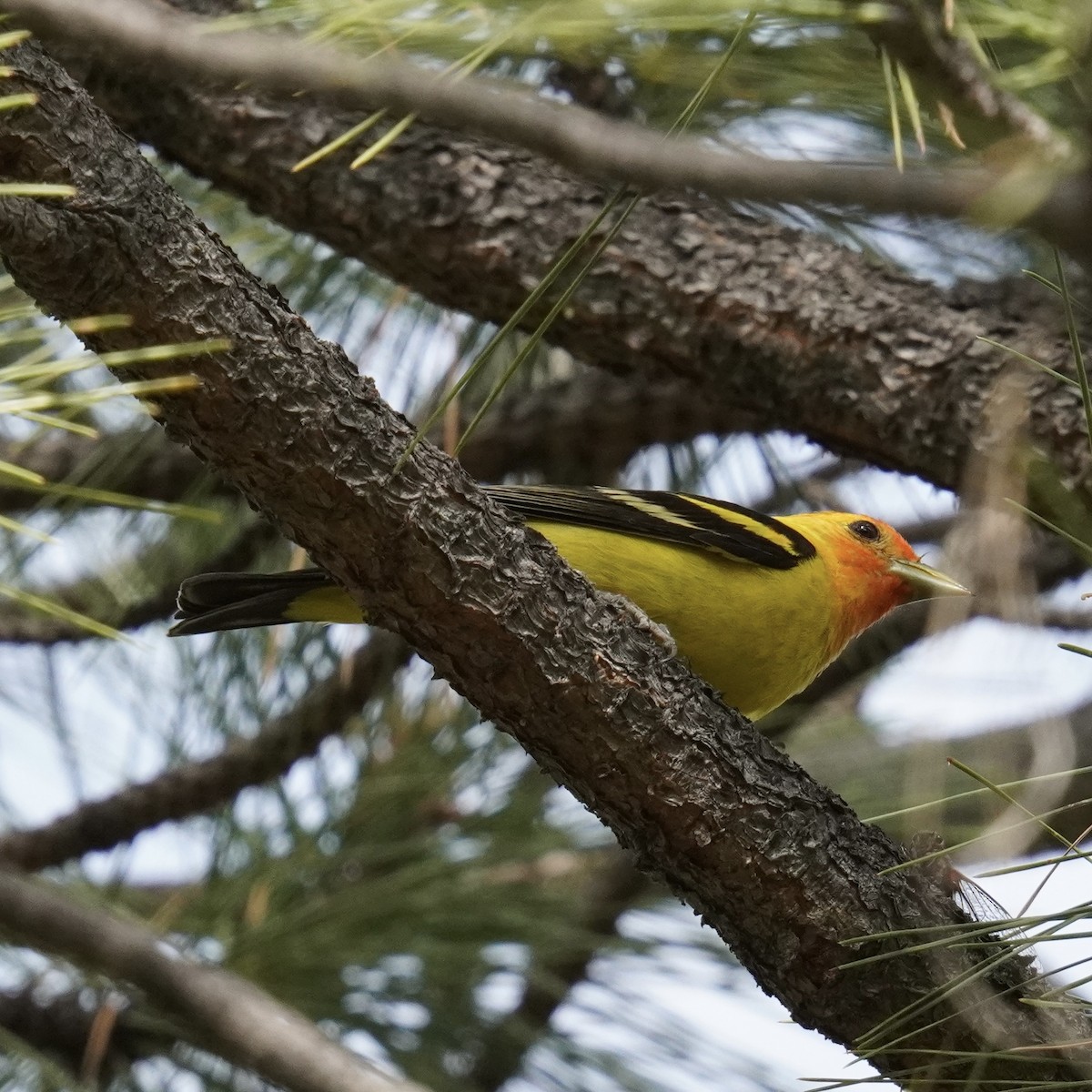 Western Tanager - ML620987383